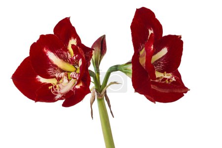 Blooming Hippeastrum (amaryllis) Galaxy Group Barbados  on a white background isolated. 