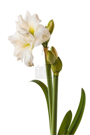 Foto de Bud y flores florecientes de doble hippeastrum blanco (amaryllis) Marqués sobre un fondo blanco aislado - Imagen libre de derechos