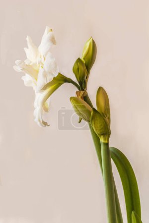 Foto de Dos pedúnculos con capullos y flores florecientes de doble hippeastrum blanco (amarilis) "Marqués" sobre un fondo gris - Imagen libre de derechos