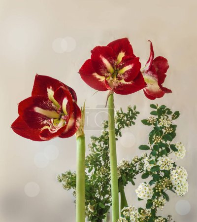 Blooming Hippeastrum (amaryllis) Galaxy Group Barbados and branches of Spiraea Vangutta on a gray background. Background for calendar, postcard, banner. Place for text
