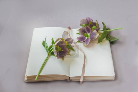 Foto de Oriental hellebore flores en un cuaderno abierto con una página en blanco en una mesa gris. - Imagen libre de derechos