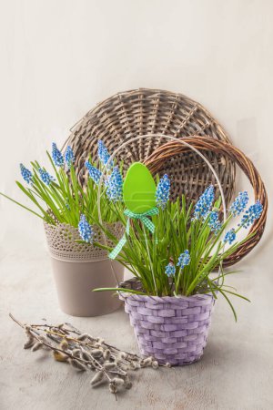 Blooming blue muscari in basket with sticker Easter egg and willow branches on gray background. Easter composition with Muscari or grape hyacinth in basket for calendar, card, banner. Place for text