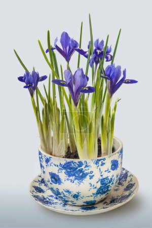 Iridodictyum or iris reticulata or netted iris flowering in vintage pot on gray background