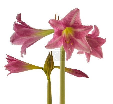 Bloom striped Hippeastrum (amarillis) white and dark pink  Trumpet  group "Estella" on white background isolated.