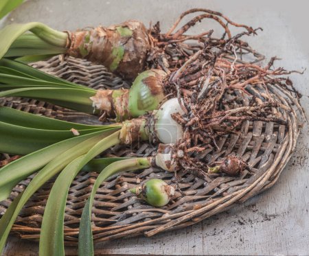 Multiple bulbs of different sizes of hippeastrum (amaryllis) on a wicker circle before replanting
