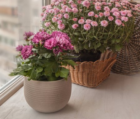 Téléchargez les photos : Blooming small-flowered Korean chrysanthemum in pots on the balcony - en image libre de droit