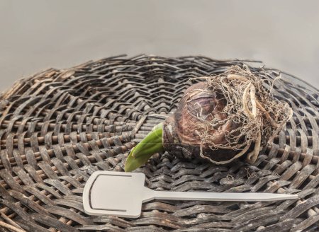 Hippeastrum (amaryllis) bulb with roots and garden   plate for variety name  on a wicker circle