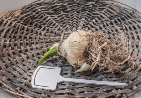 Hippeastrum (amaryllis) bulb with roots and garden   plate for variety name  on a wicker circle