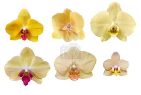 Detailed set of 6 various phalaenopsis orchid blooms with yellow flowers  isolated on white background