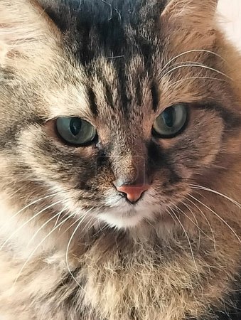 Foto de Portrait of cute cat face,  pet at home - Imagen libre de derechos