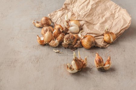 Foto de Many daffodil bulbs with leaf sprouts near a paper bag on a gray table Background for banner, calendar, postcard. Place for text - Imagen libre de derechos