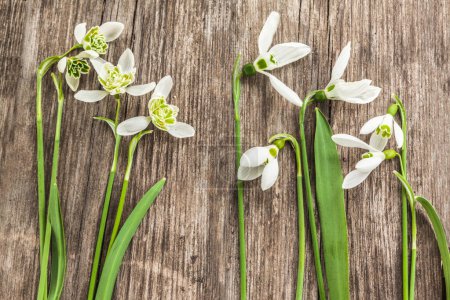 Different types of snowdrops: Galanthus ikariae, Galanthus elwesii, Galanthus nivalis, Galanthus plicatus on a wooden surface, top view