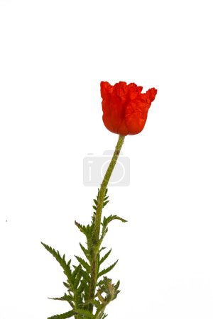 Papaver orientale (Oriental poppy) is a perennial flowering plant native to the Caucasus, northeastern Turkey, and northern Iran isolated over white background.