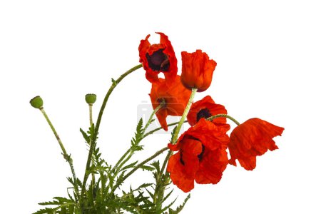 Papaver orientale (Oriental poppy) is a perennial flowering plant native to the Caucasus, northeastern Turkey, and northern Iran isolated over white background.