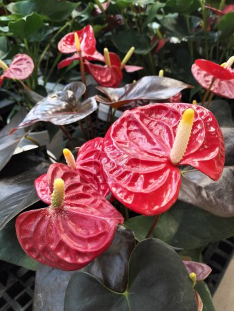Belle fleur rouge, anthurium ou tailleur, fleur de flamant rose, plante à queue de cochon et feuille de dentelle sur fond flou