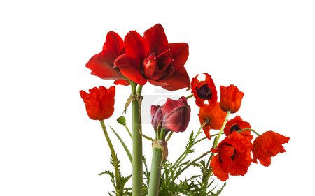 Bloom dark red Hippeastrum (amaryllis) "Scarlet Nymph" Double Galaxy Group y Papaver orientale (amapola oriental) es una planta perenne con flores originaria del Cáucaso, el noreste de Turquía y el norte de Irán aislada sobre fondo blanco..