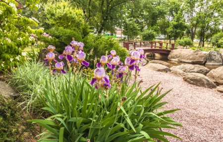 Des iris fleurissent dans le parc japonais stylisé "Kyoto" à Kiev