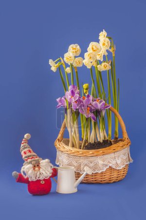 Blooming double  daffodils and striped white and purple crocuses in  basket on  blue background next to decorative watering can and  toy gnome (mass production). Background for postcards, calendars, banners, social networks. Place for text