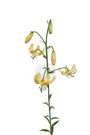 Pastellgelbe Lilium martagon oder Martagon Lilie oder Türkenmütze Lilie, Lilium martagon auf weißem Hintergrund isoliert