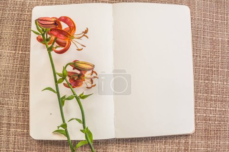 Deux Orange Lilium martagon ou martagon lis ou turk's cap lis, lililium martagon, sur carnet de croquis ouvert avec une page blanche sur une table grise. Pose plate