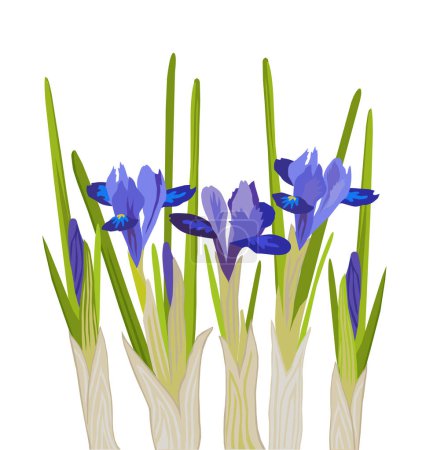 Téléchargez les photos : Belle illustration vectorielle isolée d'Iris reticulata ou d'Iridodictyum - en image libre de droit