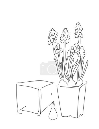 Illustration for Outline   blooming muscari or grape hyacinth  in pot.  Hand drawn vector illustration in modern minimal style for greeting card, poster - Royalty Free Image