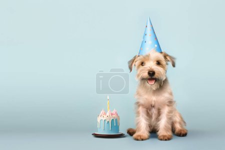 Photo for Happy cute scruffy dog celebrating with birthday cake and party hat, blue background with copy space to side - Royalty Free Image