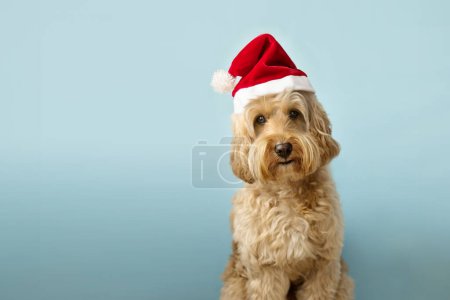 Téléchargez les photos : Mignon chien portant un chapeau de Père Noël pour Noël - en image libre de droit