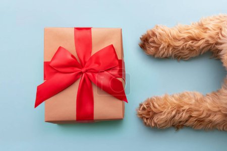 Téléchargez les photos : Chien avec boîte cadeau de Noël enveloppé dans un ruban rouge - en image libre de droit
