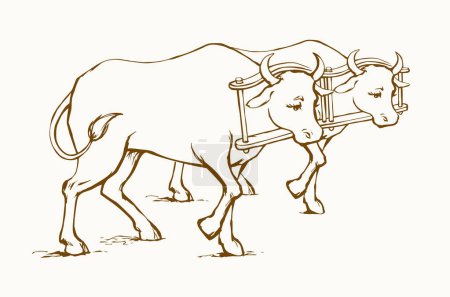 Illustration for Side view white breed calf pet go dairy beef meat ranch natur labor. black outline hand drawn old hoof horn beast head rein bridle strap collar draft retro bible cartoon line sketch art logo sign icon - Royalty Free Image