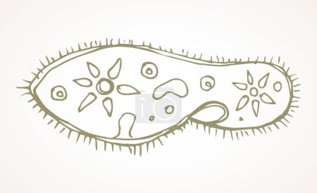Illustration for Abstract oval shape tiny protist amoeba organelle pellicle parasite element. Line black hand drawn lab microbe icon sign symbol pictogram diagram sketch Art doodle cartoon style design. Closeup view - Royalty Free Image
