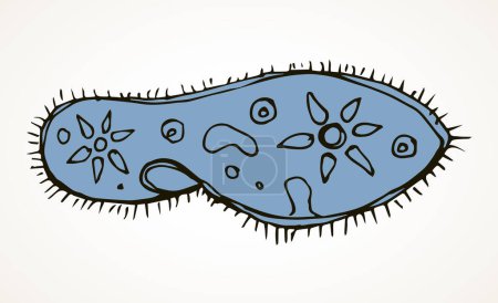 Illustration for Abstract oval shape tiny protist amoeba organelle pellicle parasite element. Line black hand drawn lab microbe icon sign symbol pictogram diagram sketch Art doodle cartoon style design. Closeup view - Royalty Free Image