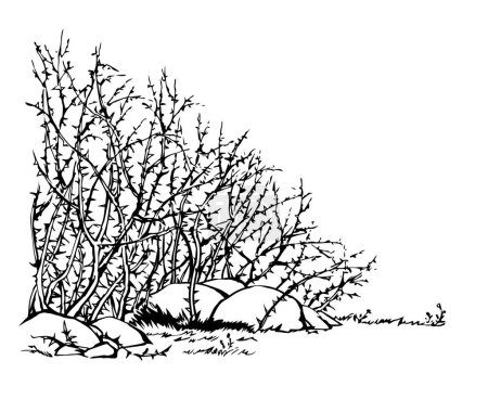 Illustration for Vector drawing. The thorn bushes - Royalty Free Image
