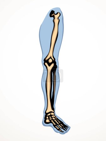 Illustration for Front view old woman sick injury toe muscl tissue part ache hospital surgery care scan x ray radius white logo Black hand drawn femal upper fibular ankle injur medic xray ill pain exam line sketch art - Royalty Free Image