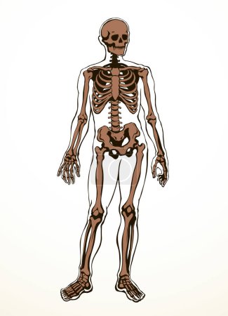 Illustration for Front view white old part arm leg foot hip pelvis torso thorax care scan x ray film death logo set. Hand drawn line xray dead spinal cage column injury ill pain exam vintage outline sketch art cartoon - Royalty Free Image