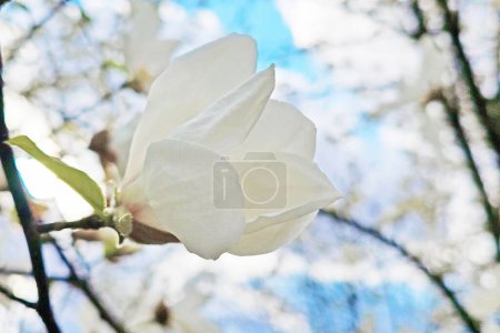 Blooming magnolia tree with beautiful white flower in the spring