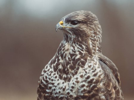 Téléchargez les photos : Common buzzard portrait. Predator bird. - en image libre de droit