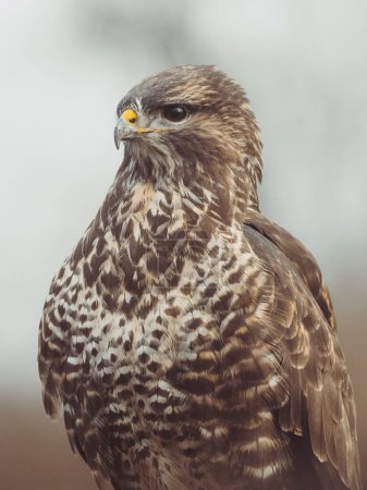 Téléchargez les photos : Common buzzard portrait. Predator bird. - en image libre de droit