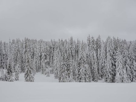 Téléchargez les photos : Forêt d'hiver dans la neige - en image libre de droit