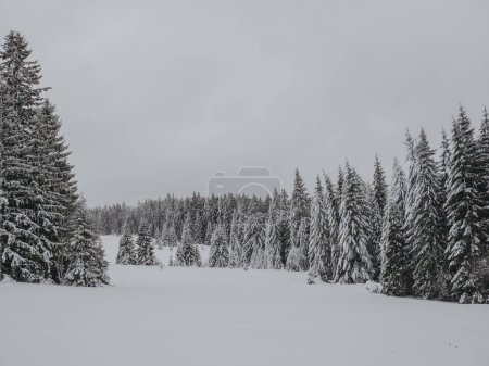 Téléchargez les photos : Forêt d'hiver dans la neige - en image libre de droit