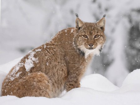 Téléchargez les photos : Lynx in snow, looking at camera - en image libre de droit