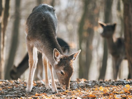 Téléchargez les photos : Cerfs dans la forêt - en image libre de droit
