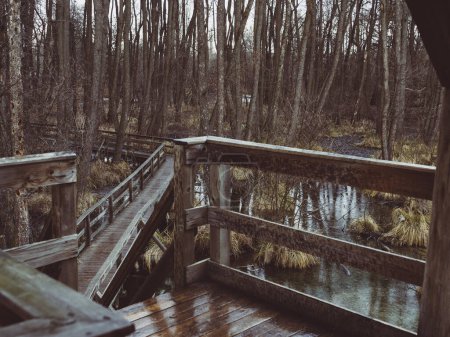 Téléchargez les photos : Pont en bois dans la forêt - en image libre de droit