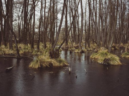 Téléchargez les photos : Marais et rivière dans la forêt - en image libre de droit