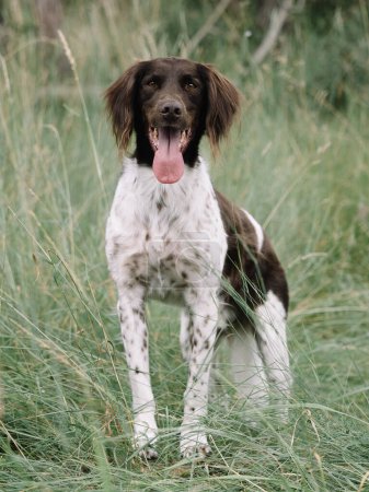 Photo for Adorable dog outdoor. Mnsterlnder pointer. - Royalty Free Image