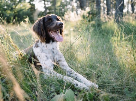 Téléchargez les photos : Adorable chien en plein air. Pointeur Mnsterlnder. - en image libre de droit