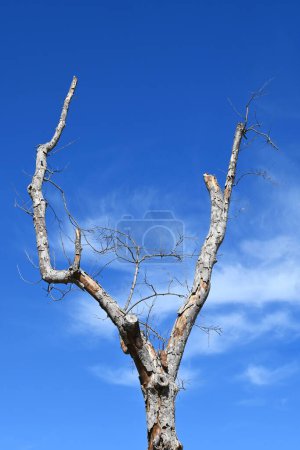 Forked dead tree against a bright blue sky and wispy clouds.