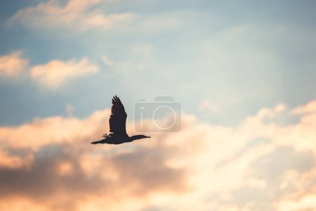 Silhouette of flying bird, cormorant flying in the sky
