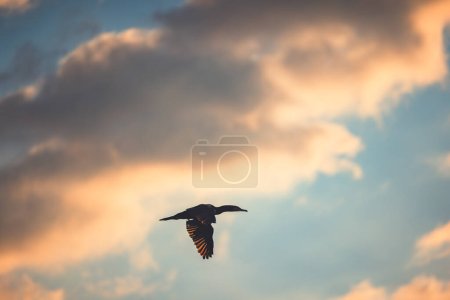 Silhouette of flying bird, cormorant flying in the sky