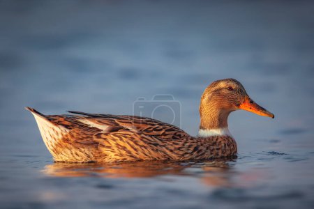Téléchargez les photos : Oiseau canard sauvage flottant dans l'eau d'un lac calme ou de la mer dans le brouillard - en image libre de droit